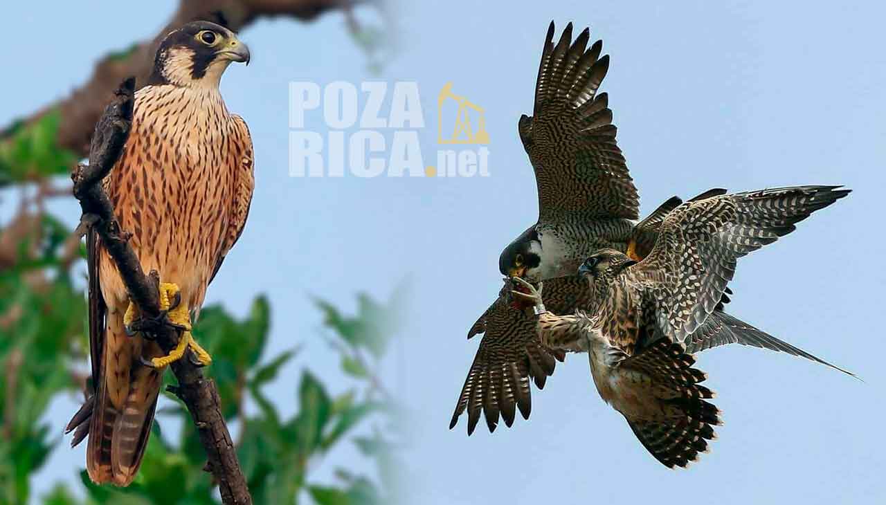 Halcones Peregrinos Visitan Poza Rica