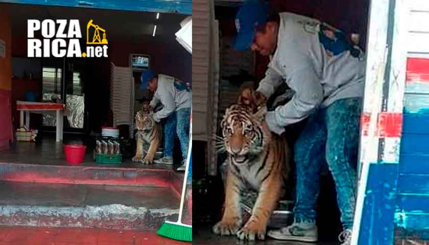 Tigre entra a taqueria