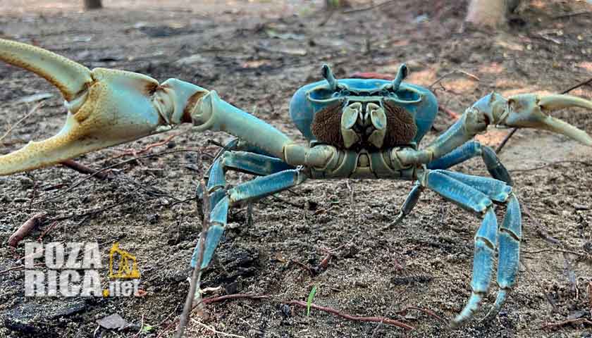 Cangrejo Azul