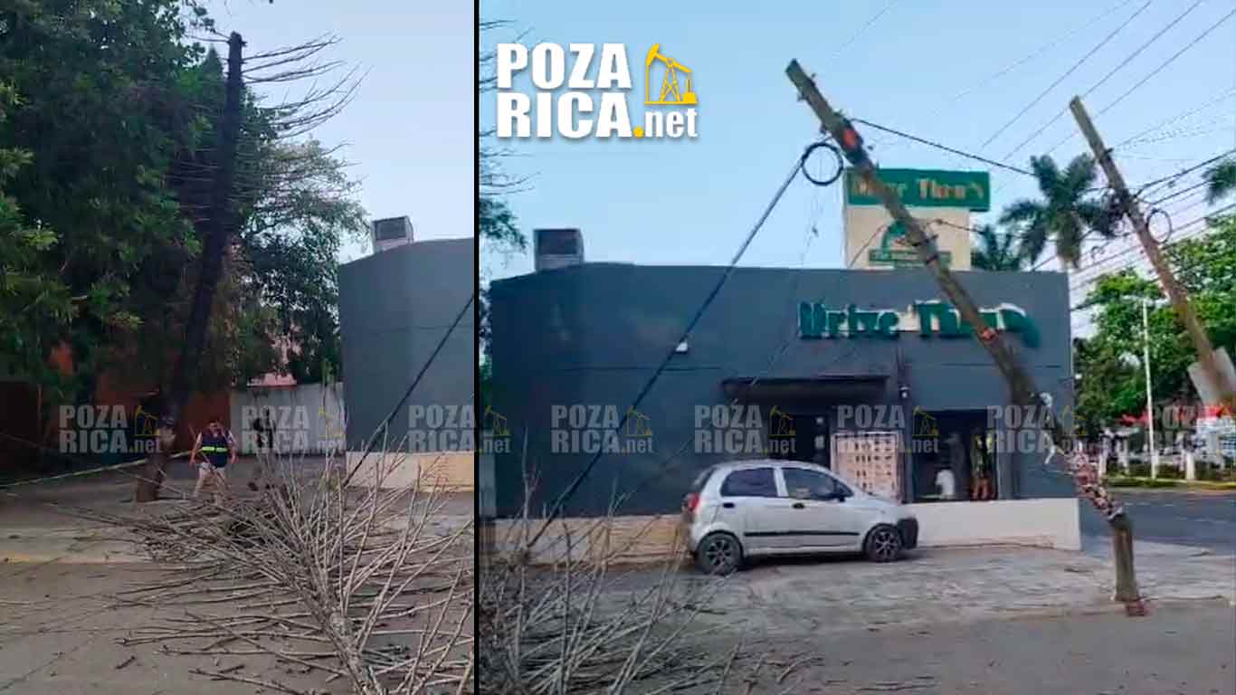 Caida de Pino Provoca Interrupción de Servicios en Poza Rica