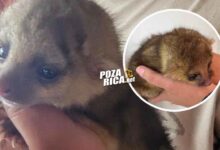 Aseguran ejemplar de kinkajú en Cazones tras reporte ciudadano