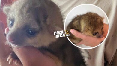 Aseguran ejemplar de kinkajú en Cazones tras reporte ciudadano