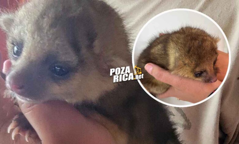 Aseguran ejemplar de kinkajú en Cazones tras reporte ciudadano