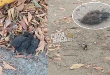 Mortandad de zanates en Poza Rica por temperaturas extremas