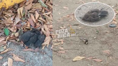 Mortandad de zanates en Poza Rica por temperaturas extremas