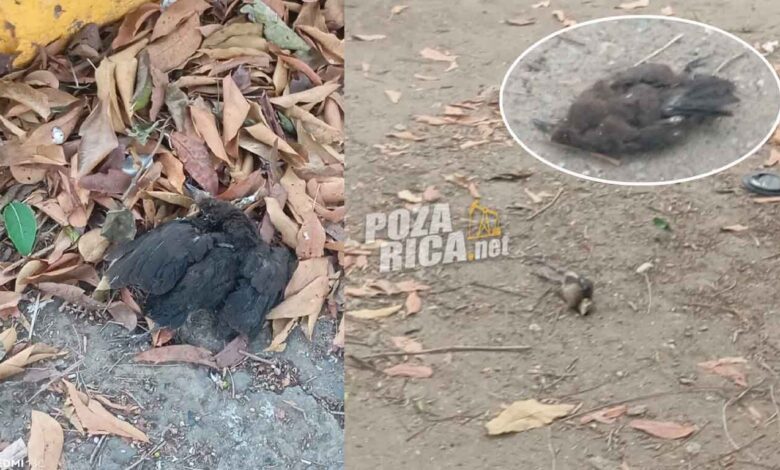 Mortandad de zanates en Poza Rica por temperaturas extremas