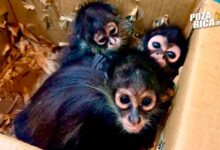 Resguardan tres monos araña en Poza Rica