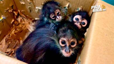 Resguardan tres monos araña en Poza Rica