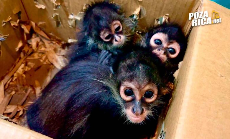 Resguardan tres monos araña en Poza Rica