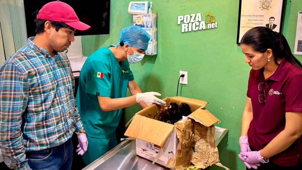Resguardan tres monos araña en Poza Rica