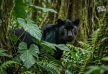 Reportan presunto avistamiento de felino en Castillo de Teayo