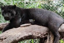 Jaguar escapa tras intervención en parque ecológico de Tihuatlán