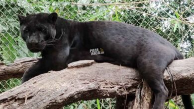 Jaguar escapa tras intervención en parque ecológico de Tihuatlán