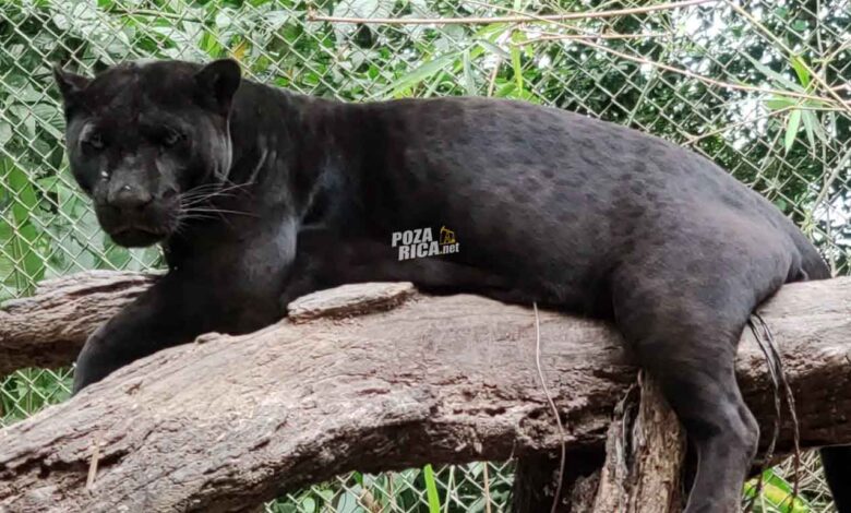 Jaguar escapa tras intervención en parque ecológico de Tihuatlán